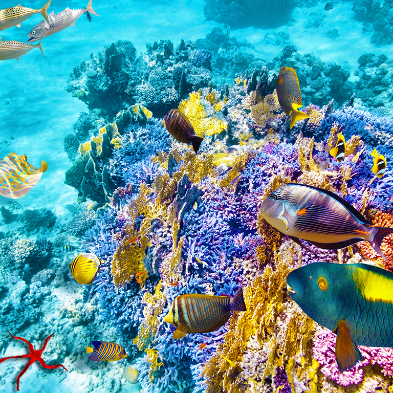 夢幻花園 Wonder Channel