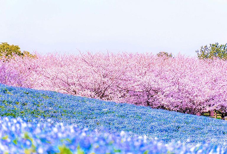 熊本粉蝶花&鬱金香嘉年華｜絕美花海公園×A5和牛燒烤×三大蟹吃到飽溫泉五日～湯布院‧柳川遊船‧太宰府(熊本進出-星宇)