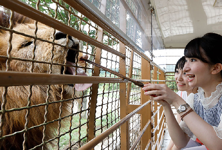 夏季九州人氣動物園+萌熊電車+小倉城和服變妝體驗+三大蟹溫泉五日(福岡進出-長榮)