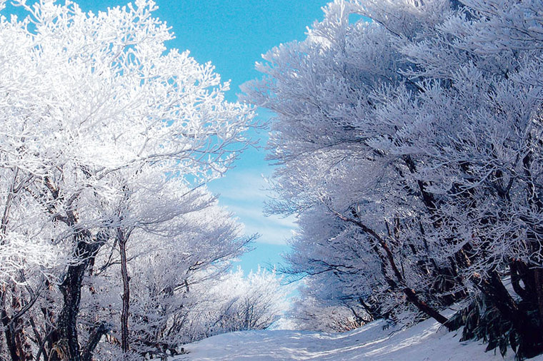 台中神戶樹冰奇景×舟遊伊根×雪舞湯煙｜豪華國產牛與螃蟹饗宴五日(星宇)