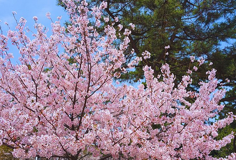 【大阪櫻花聖地巡禮+螃蟹國產牛吃到飽】須磨浦纜車x近江八幡遊船五日(亞航)