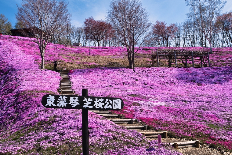 北海道道東芝櫻鬱金香+摩周湖+東藻琴公園+上湧別鬱金香公園+旭山動物園+和牛涮涮鍋水酒無限暢飲六日(泰越捷)