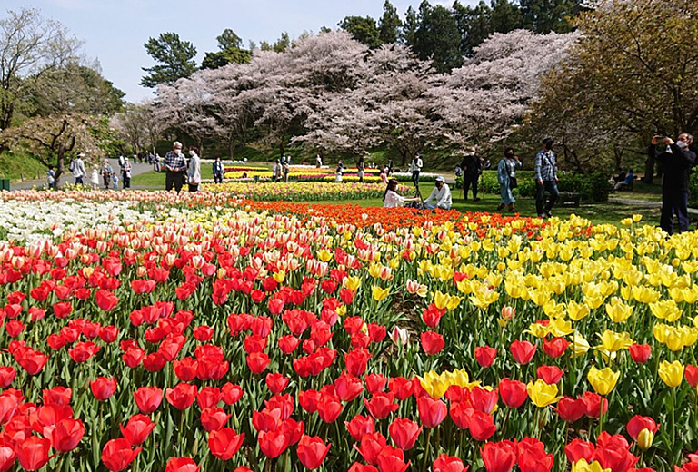 名古屋靜岡浪漫花海賞櫻×雙樂園×當季採果五日～三島大吊橋‧久能山東照宮‧濱松城‧熱田神宮(名古屋進出-星宇)