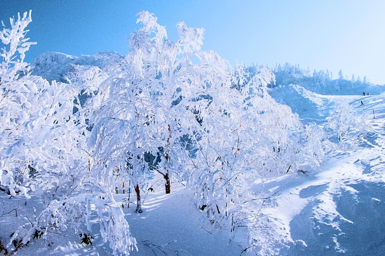 東北天空雪怪之路‧藏王樹冰+世界最大‧雪中狐狸樂園藏王狐狸村溫泉六日(星宇)