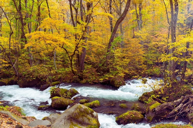 紅葉環抱東北~奧入瀨溪.秋田內陸鐵道猊鼻溪輕舟吟唱.銀山溫泉漫步五日+江刺藤原之鄉和服體驗+松島灣三景(星宇)