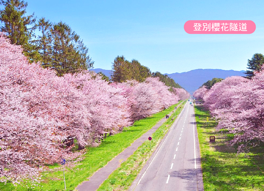 戀上櫻花北海道三溫泉5日.道南漁火列車.星形五稜廓.函館百萬夜景.企鵝遊行.櫻花隧道.小樽運河.三大螃蟹吃到飽