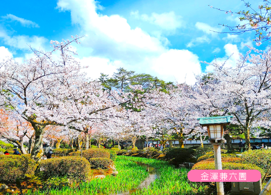 北陸百選櫻之賞6日.名花之里彩燈.合掌村.名古屋城.庄川遊船.長良川鐵道.敘敘苑燒肉.採果樂