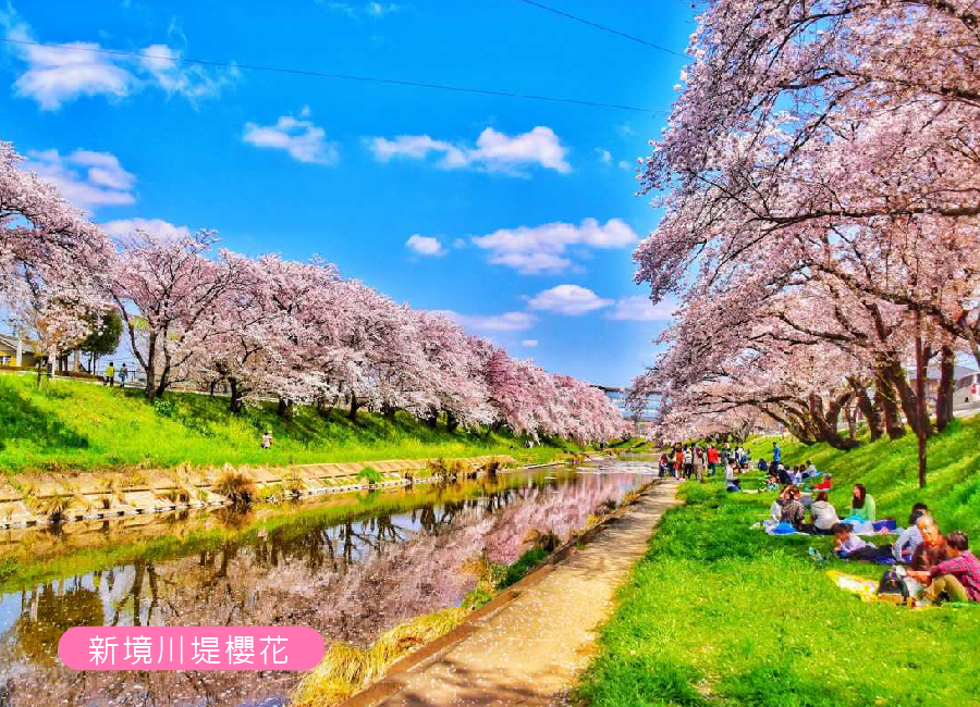 春櫻飛舞松名雙溫泉5日.足羽川隧道.長良川鐵道.一乘谷朝倉氏遺跡.金箔冰淇淋.百十郎櫻花.合掌村.名古屋城.飛驒牛