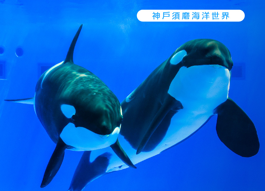 繽紛星體驗關西四都5日.全新開幕神戶須磨海洋世界.嵐山叮叮車.米其林清水寺.奈良小鹿.和牛龍蝦燒肉(星宇)