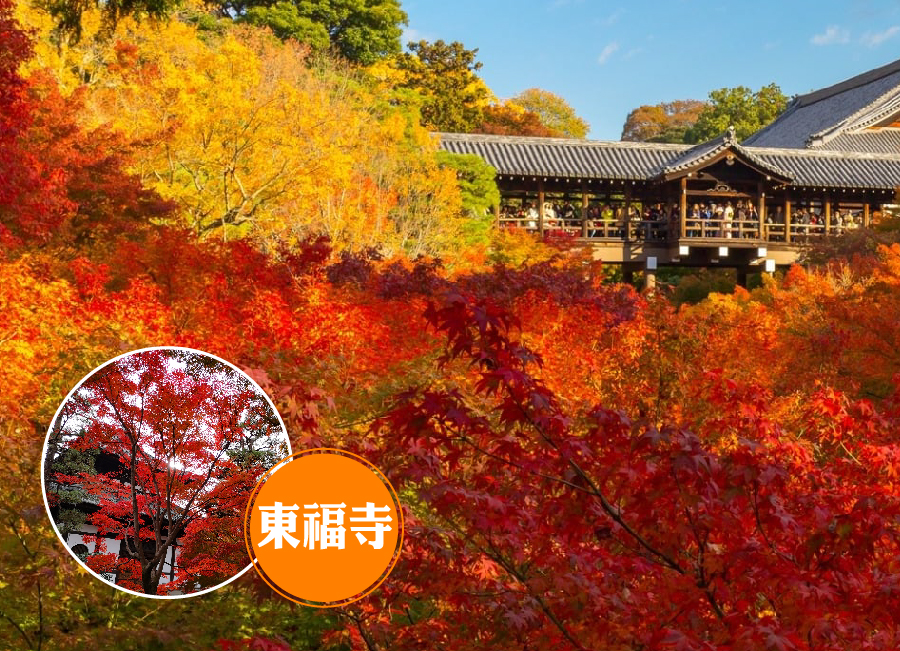 爛漫追楓五星四都5日保住洲際高端酒店.嵐山小火車.米其林料理.東福寺.有馬溫泉纜車.六甲山.水上巴士.螃蟹和牛(星宇)