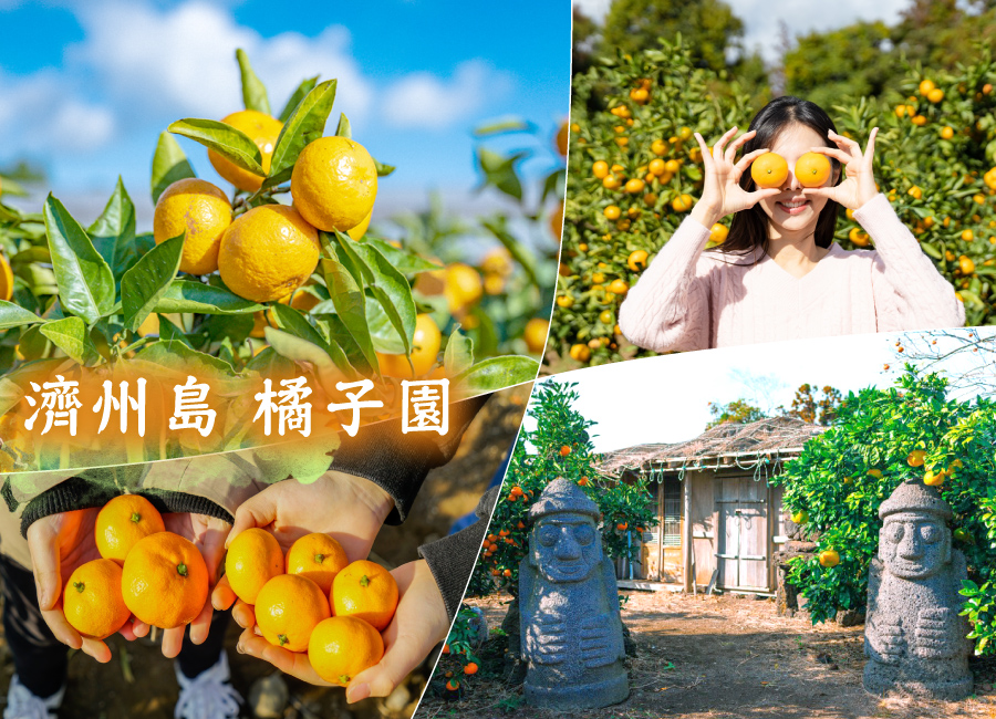 濟州橘好玩5日.橘子園.小熊軟糖世界.汗蒸幕.城山日出峰.藝術博物館.泰迪熊.網美咖啡廳.鮑魚海鮮鍋(升等2晚四星飯店)