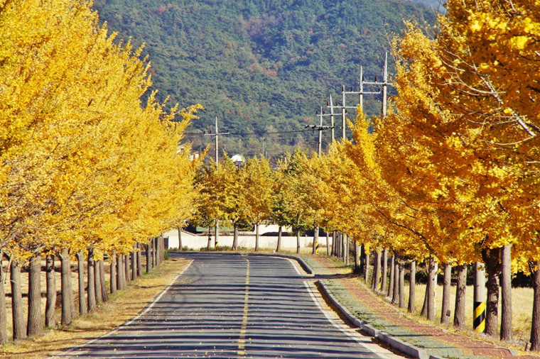 威楓邱意三城享楓了(不走人蔘保肝+升等2晚5花)~八公山道立公園(含纜車)~汗蒸幕~海岸列車【真航】