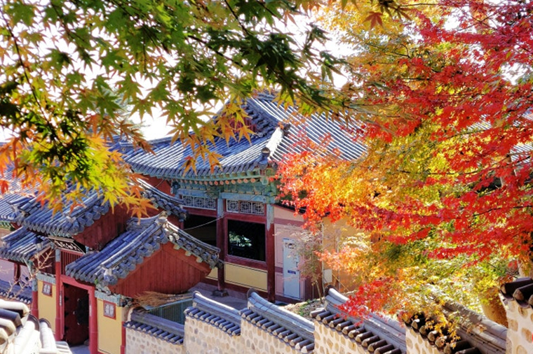 可依楓情釜山麗水雙海之戀六天《不走人蔘保肝》麗水水陸動物星球水族館、LUGE渠道滑車+纜車、加耶主題公園+塗鴉秀【可依】